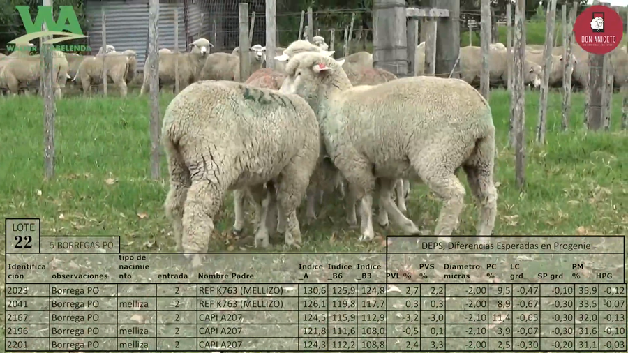 Lote 5 Borregas Selectas