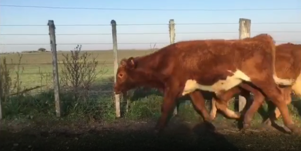 Lote 12 Terneros en Colonia