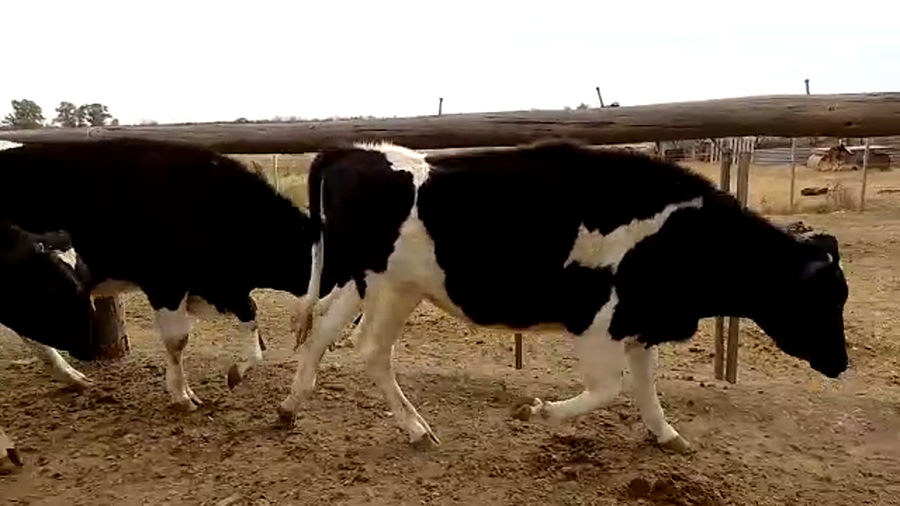 Lote 8 Novillos en Sunchales, Santa Fe