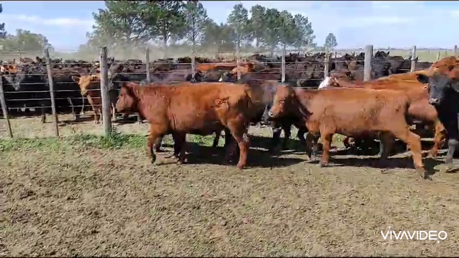 Lote 43 Novillitos en Gral. Paz, Buenos Aires