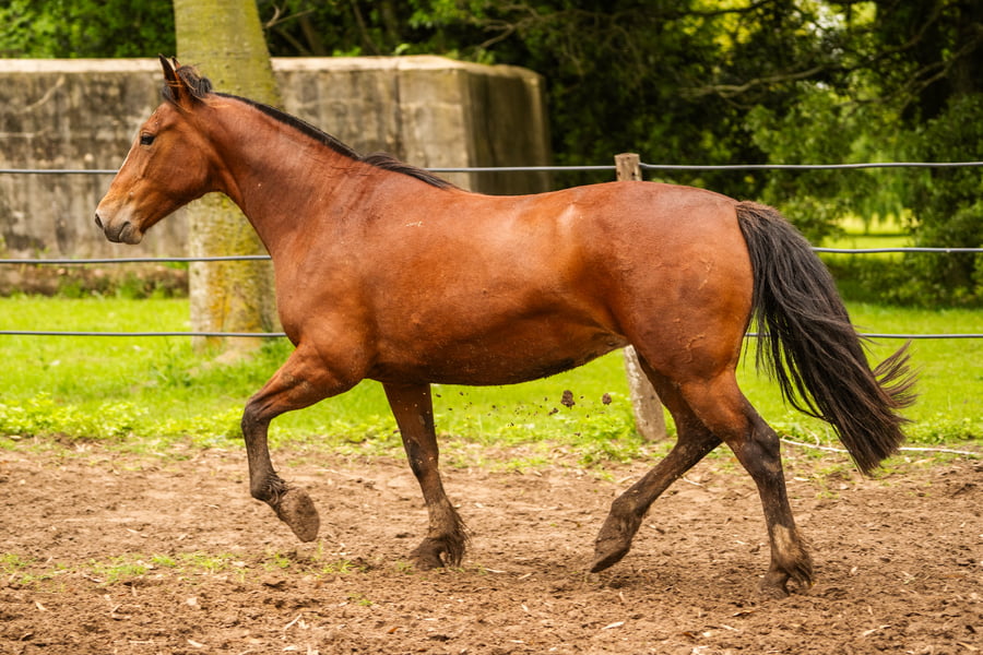 Lote CHARQUE HEBILLA
