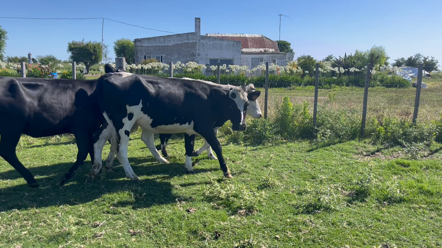 Lote VAQUILLONAS 1 a 2 AÑOS