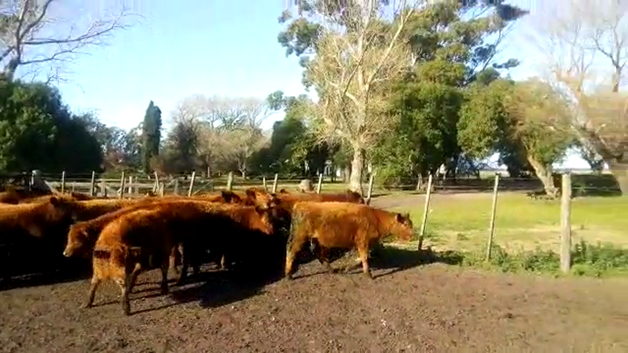 Lote 50 Terneros/as en Miramar, Buenos Aires