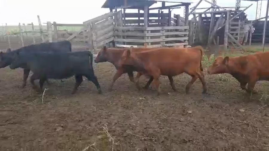 Lote 107 Terneras en Benito Juárez, Buenos Aires