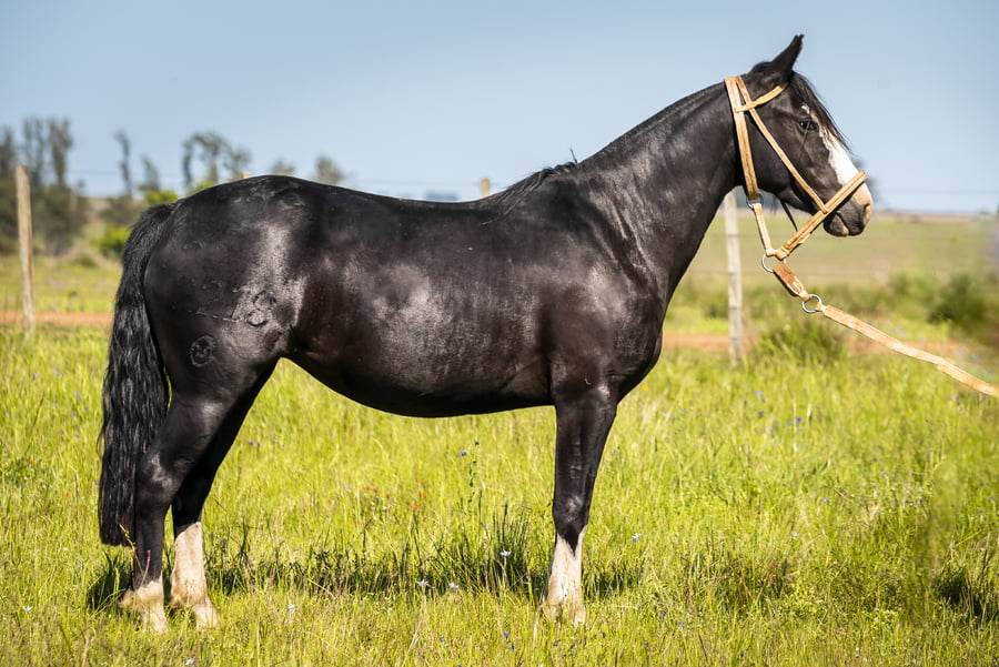 Lote DEL SILENCIO YAPA