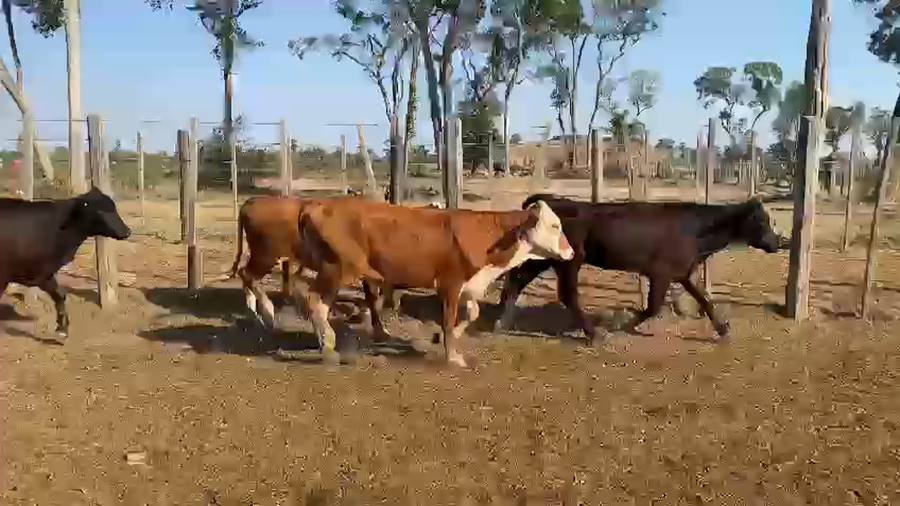 Lote 70 Vaquillonas en Palo Santo, Formosa