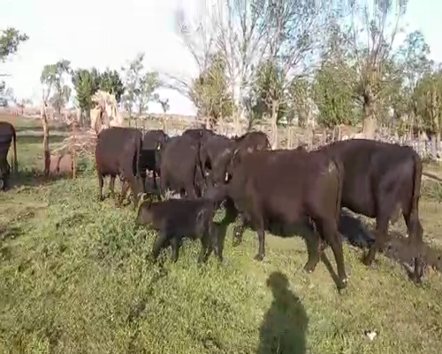 Lote 13 Vacas CUT paridas  en <Buenos Aires, Pehuajó