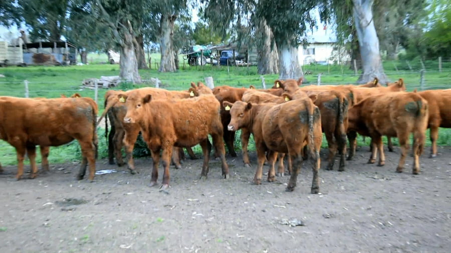 Lote Vaquillonas Mas para servicio