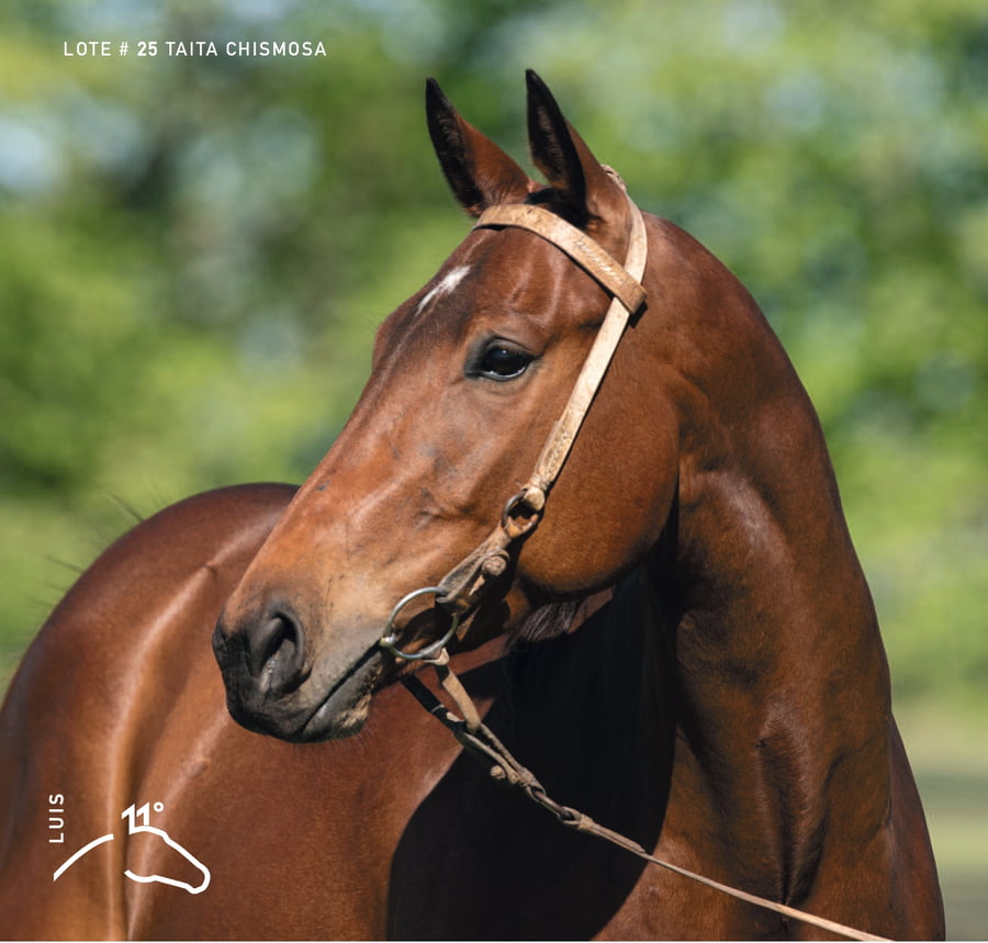 Lote TAITA CHISMOSA - T/E (OPEN ILUMINADO - TAITA GOSSIP GIRL)