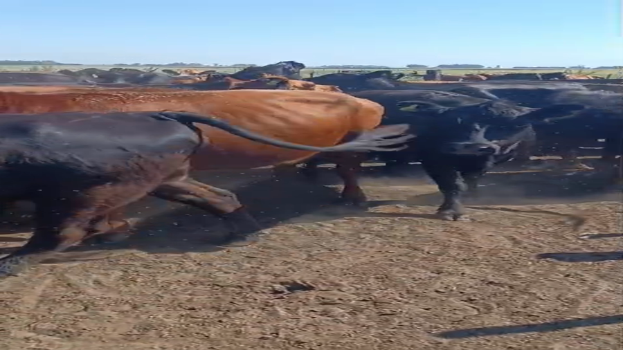 Lote 39 Vientres preñados