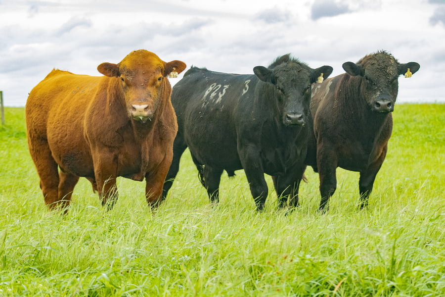 Lote Toros PI 2 AÑOS