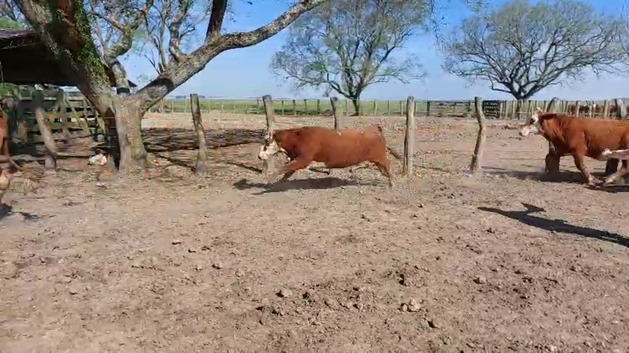 Lote 32 Vacas de invernar