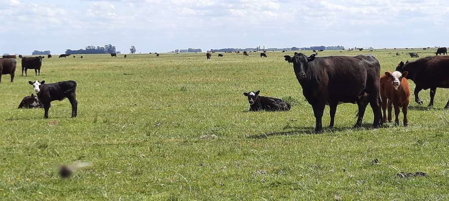 Lote 70 Terneros en Laprida, Buenos Aires