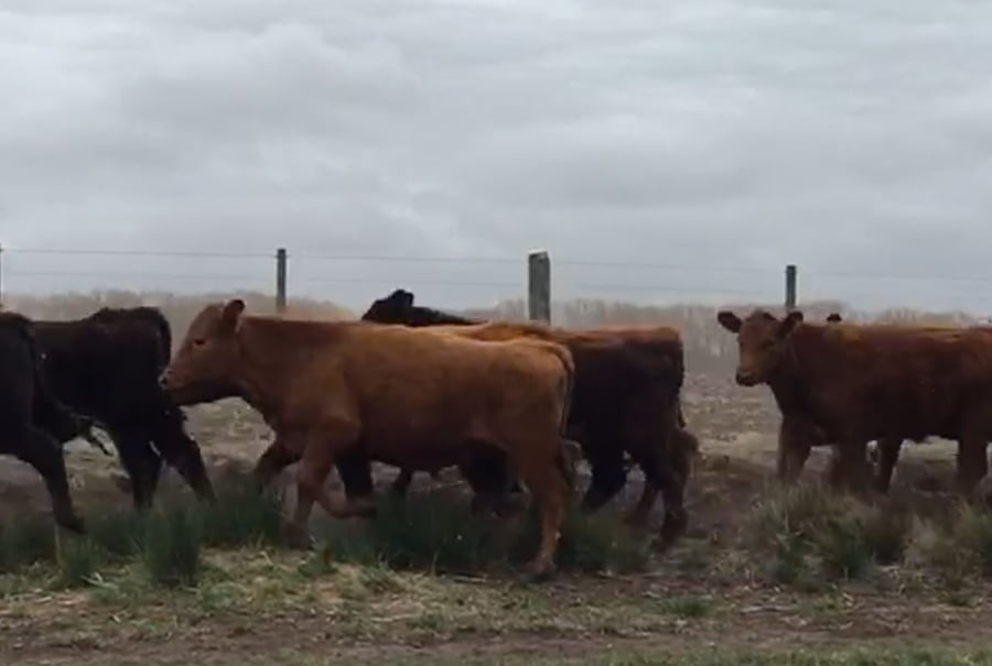 Lote 95 Novillitos en Azul, Buenos Aires