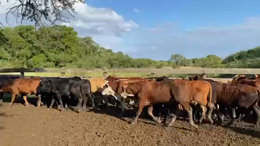 Lote 140 Novillitos en Pto. Eva Perón, Chaco