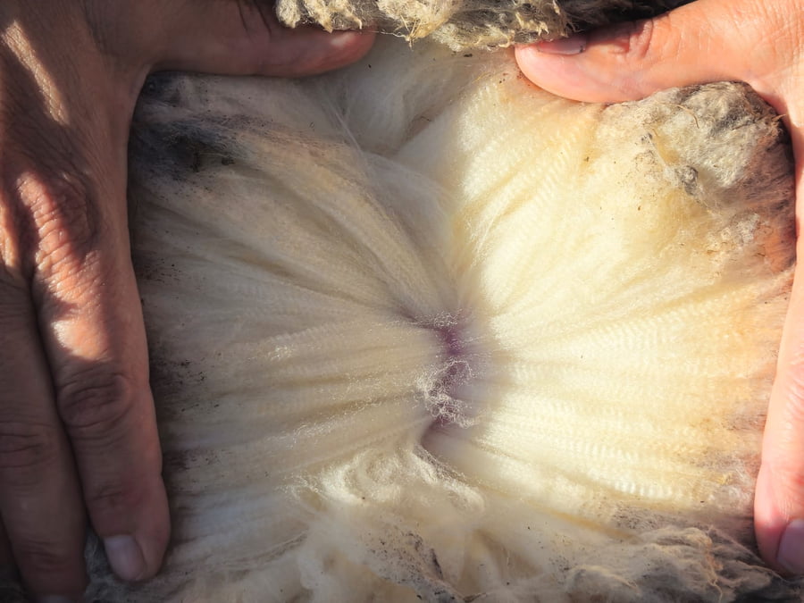 Lote Carneros a remate en Subasta Online - Nambi Guasu, Lavalleja