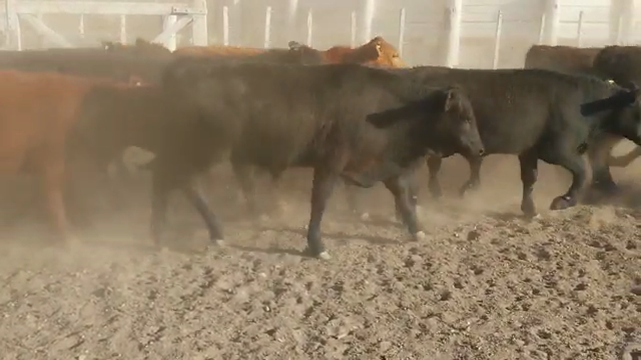 Lote 100 Terneros Británicas y cruzas en Las Peñas, Córdoba