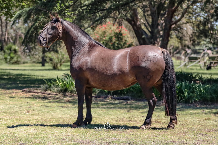 Lote Golilla Revancha