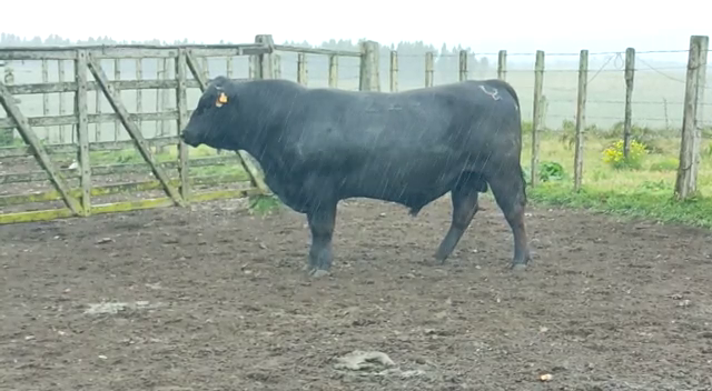 Lote Angus -Roca Negra