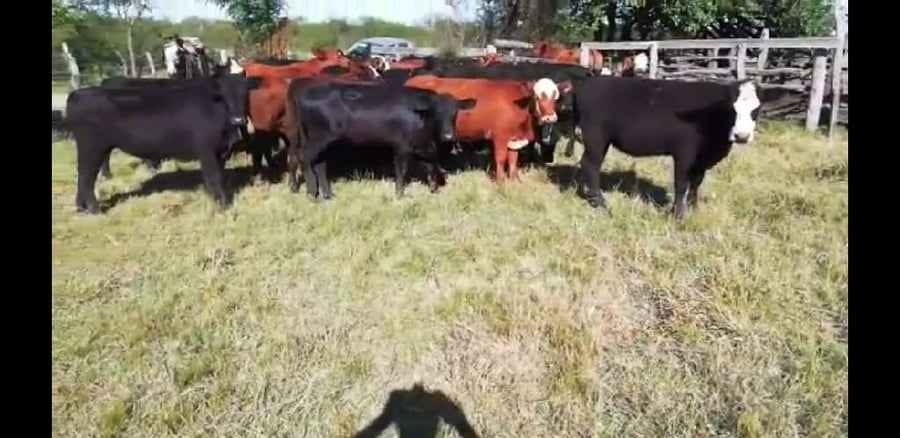 Lote 27 Vaquillonas en Villaguay, Entre Ríos