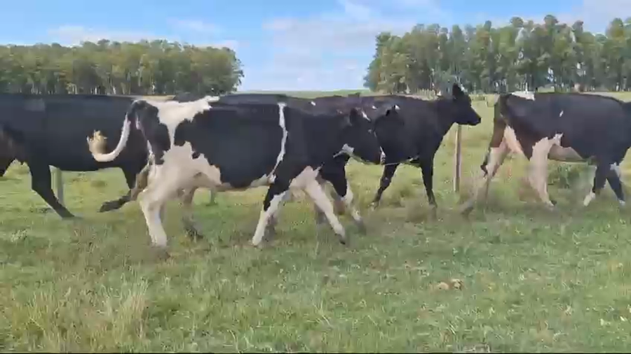 Lote VACAS DE INVERNADA