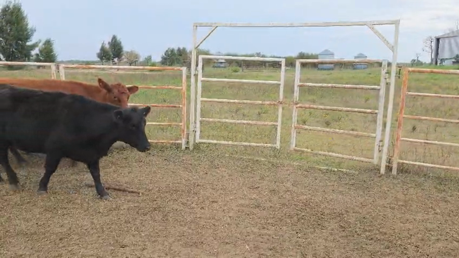Lote 28 Vacas nuevas preñadas