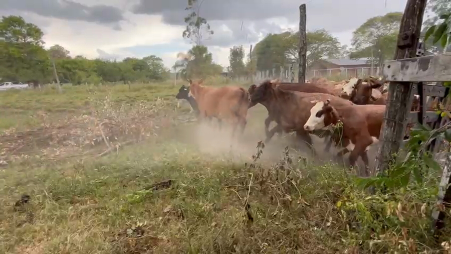 Lote 35 Vientres con servicio en Corrientes, San Luis del Palmar