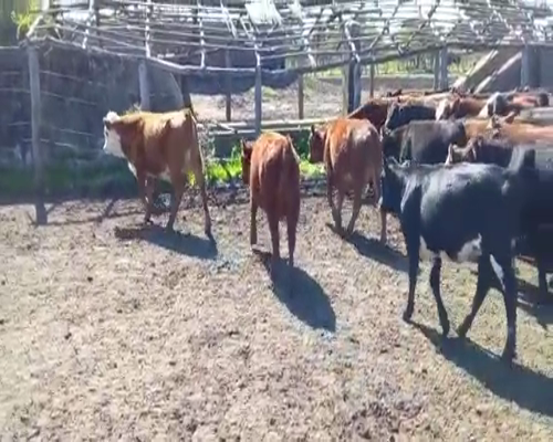 Lote 75 Terneros/as en Villaguay, Entre Ríos