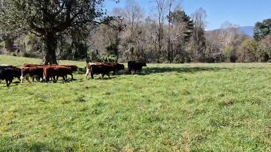 Lote 45 Ternero en Cunco, IX Región Araucanía