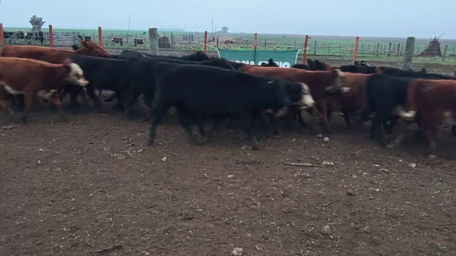 Lote 57 Terneras en Espartillar