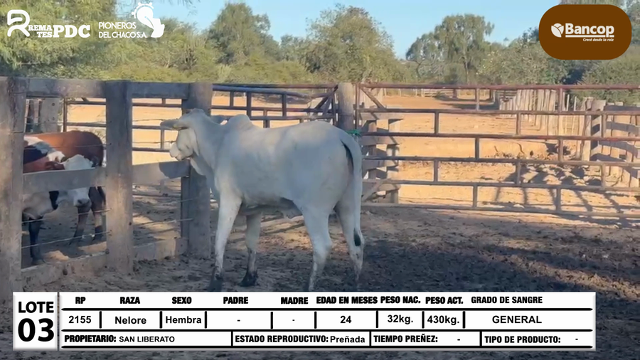 Lote Lote 3