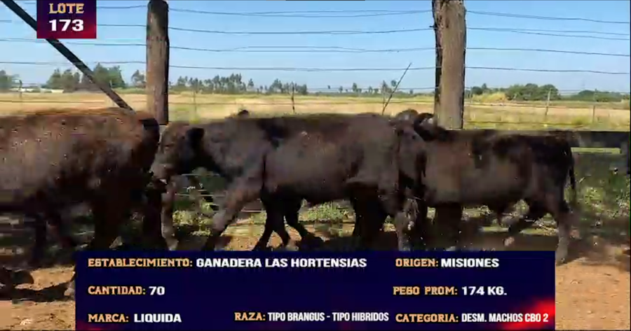 Lote LOTE 173 -  70 DESMAMANTES MACHOS CBO 2