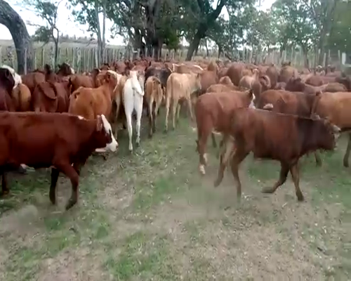 Lote 120 Terneros en Ituzaingó, Corrientes