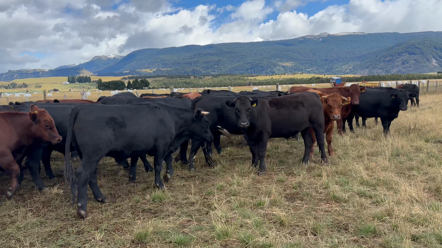 Lote 46 Novillo Engorda en Coyhaique, XI Región Aysén