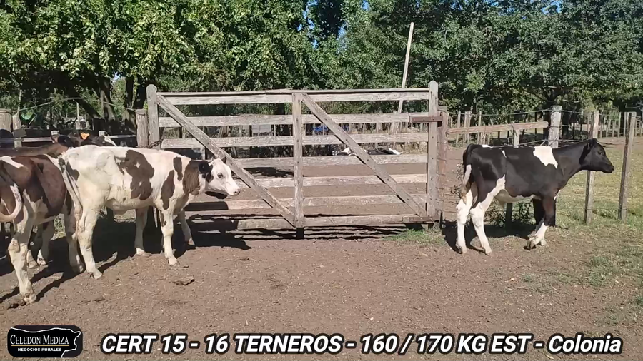 Lote 16 Terneros en Colonia