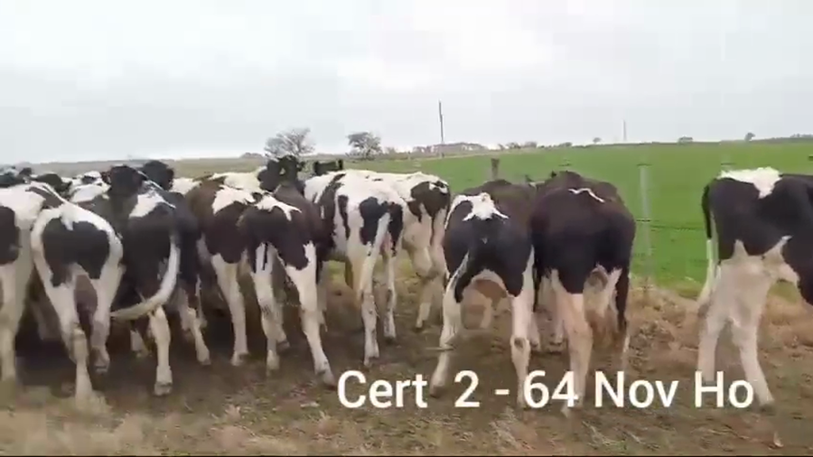 Lote NOVILLOS DE 1 A 2