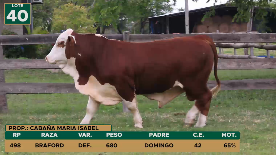 Lote TOROS LOTE 40