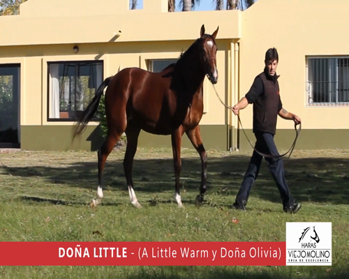 Lote DOÑA LITTLE