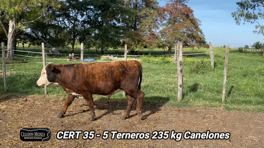 Lote 5 Terneros en Canelones, Canelones