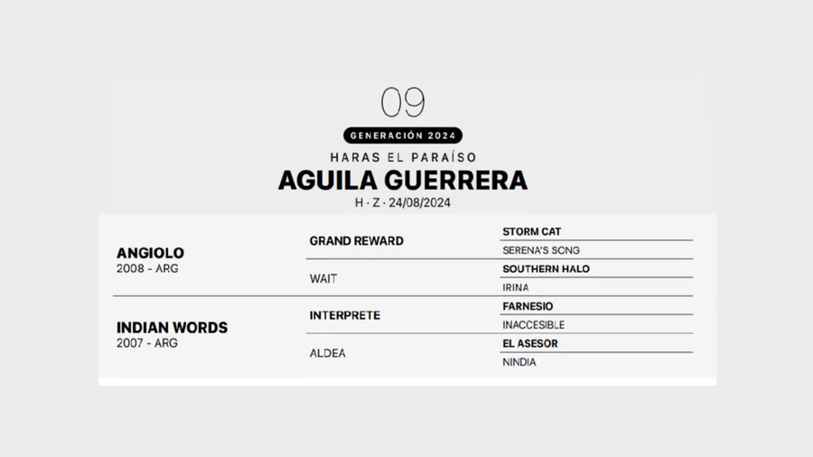 Lote AGUILA GUERRERA