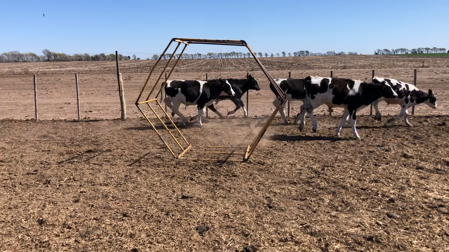 Lote 52 Terneros en Buenos Aires, América