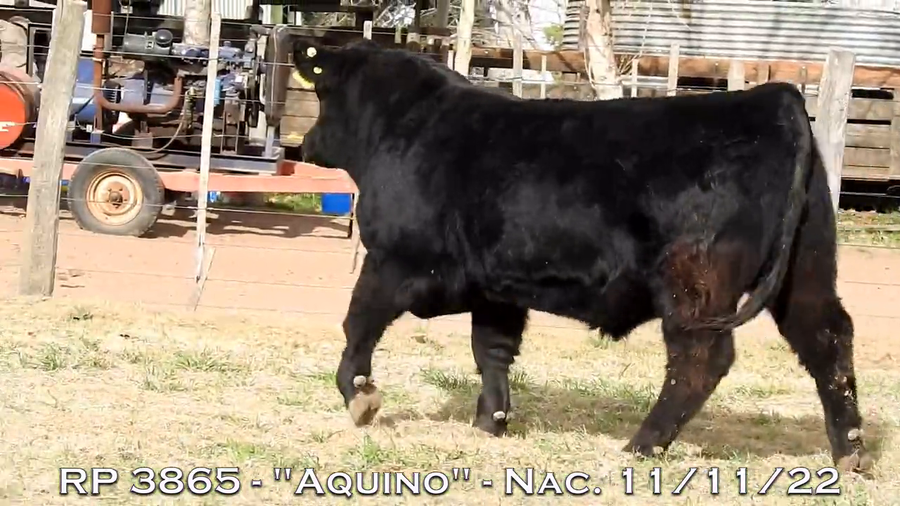 Lote TOROS PUROS DE PEDIGREE