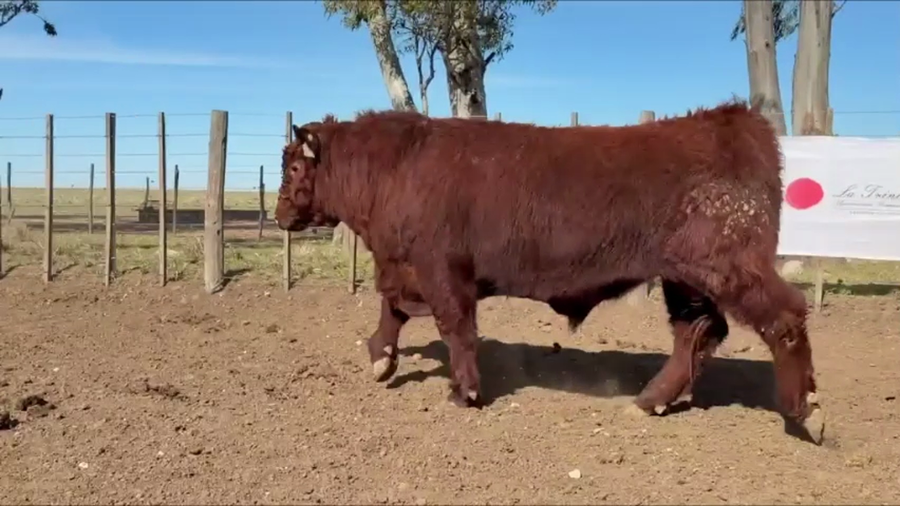 Lote Toros Shorthorn PC  "Cabaña La Trinidad"