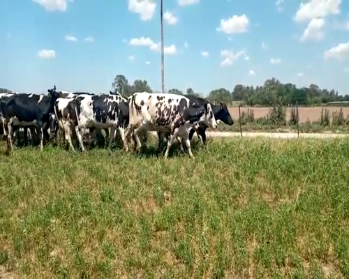 Lote 11 Vacas de invernar a remate en Primer Remate Virtual, Buenos Aires