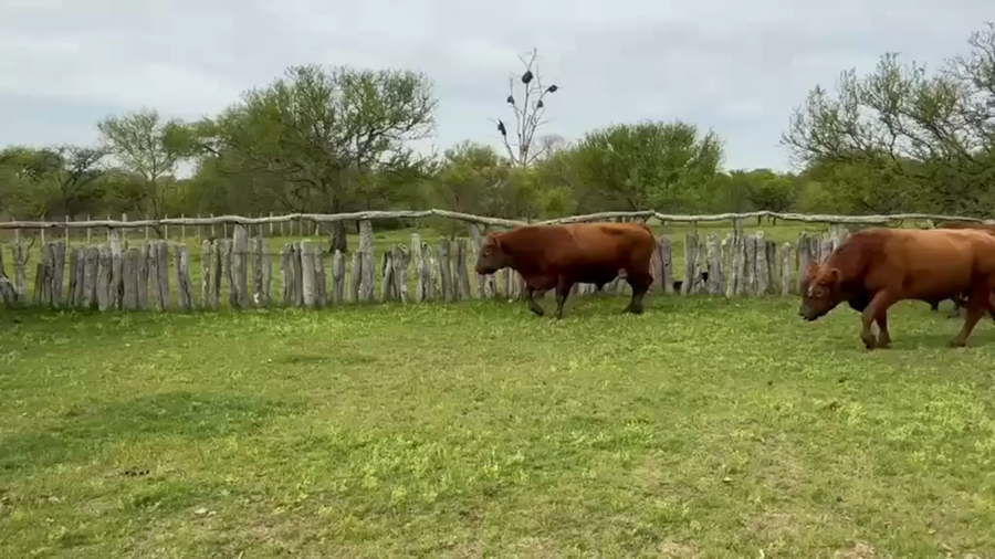 Lote 17 Toros
