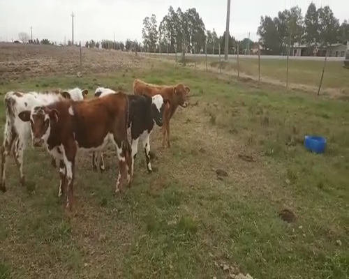 Lote 5 Terneros 150kg - , San José