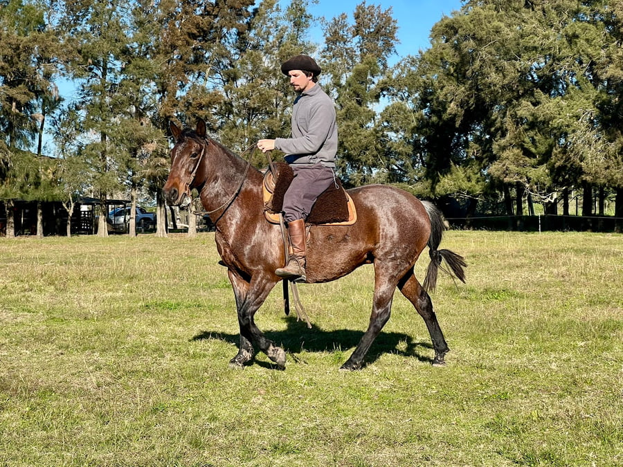 Lote Yegua con un pedigree excepcional