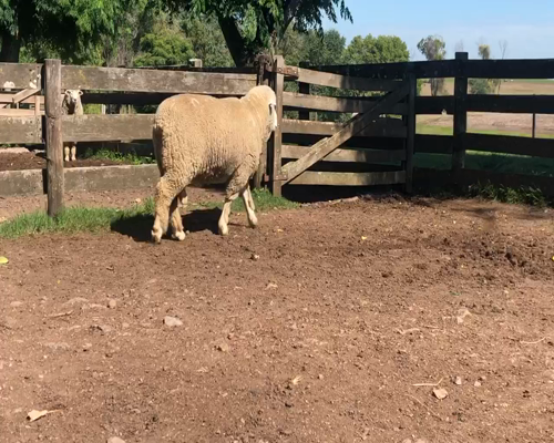 Lote 1 Borregos Planteleros en Cerro Largo, Cerro Largo