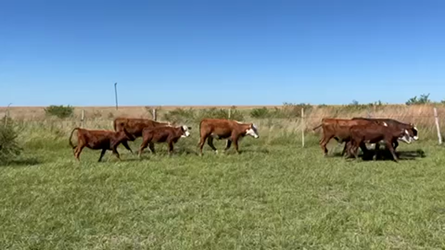 Lote 100 Terneros/as en Mercedes, Corrientes