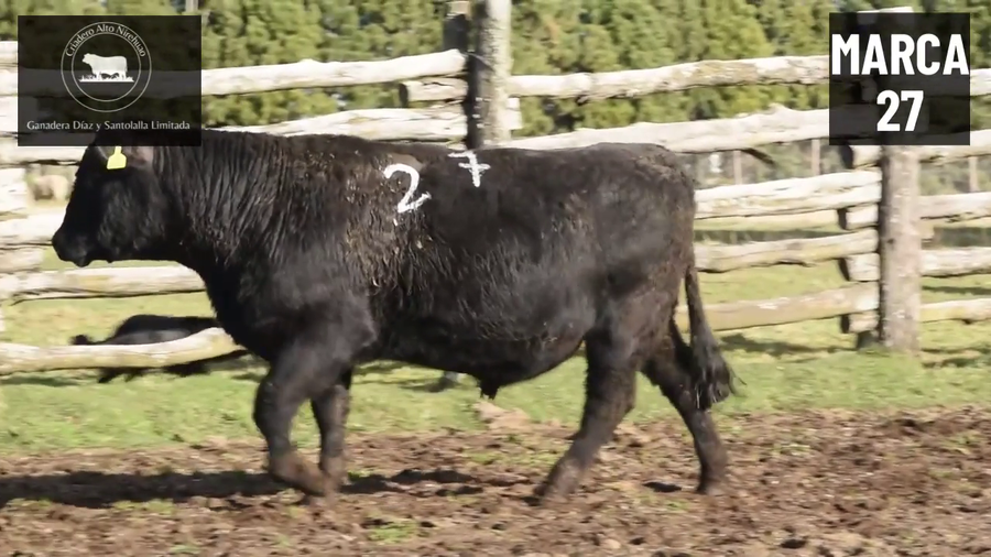 Lote 1 Toro